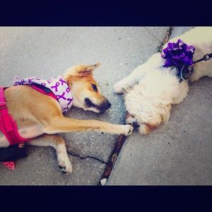 Meet your Posher, Amy